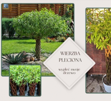 Artystyczna środa w MCK - wypleć własne drzewko